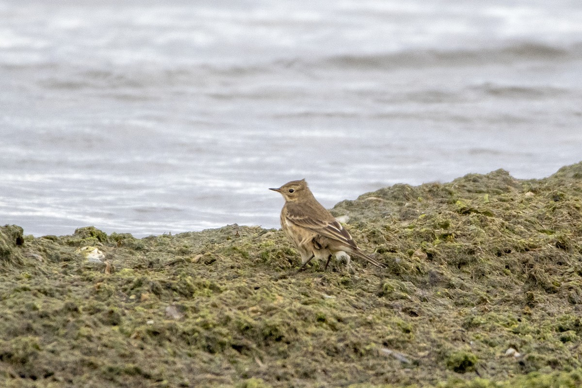 American Pipit - Peter Sproule