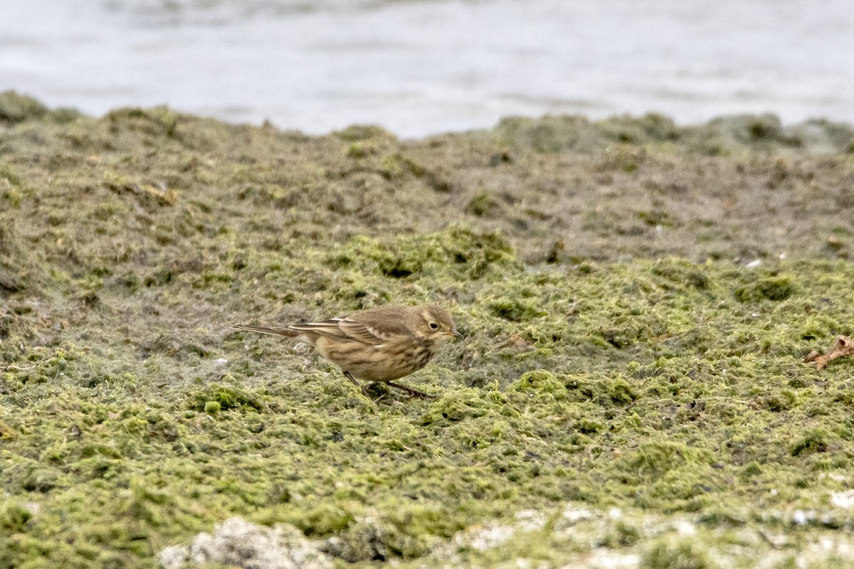 American Pipit - Peter Sproule