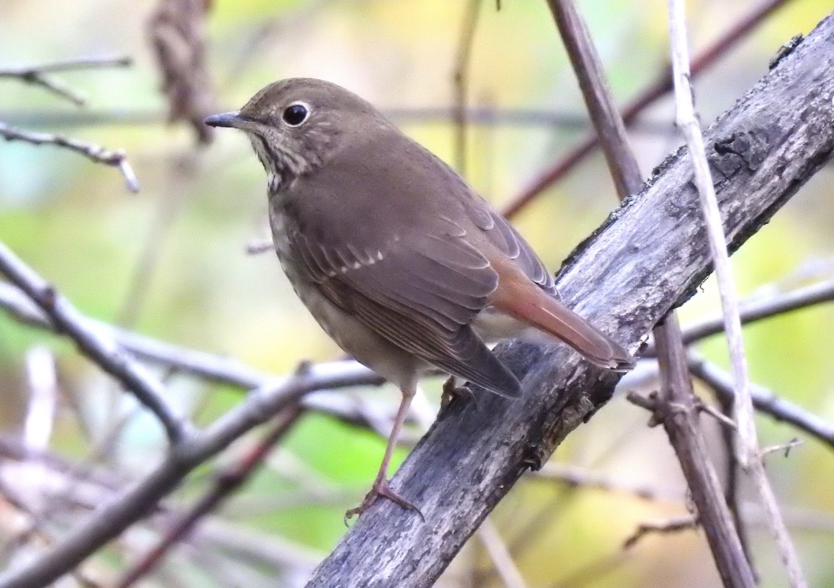 Hermit Thrush - ML610338009