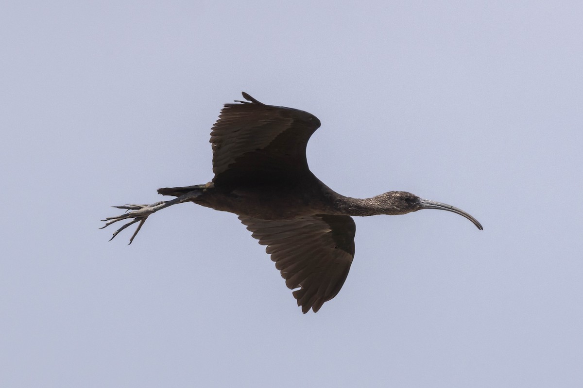 ibis americký - ML610338024