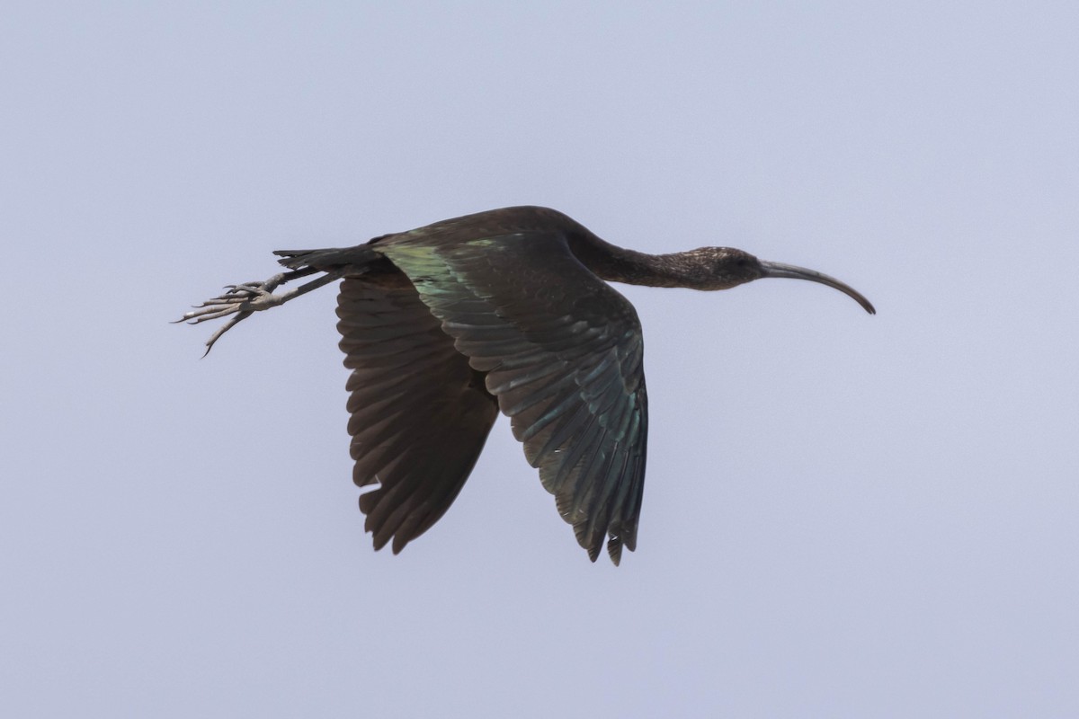 ibis americký - ML610338025