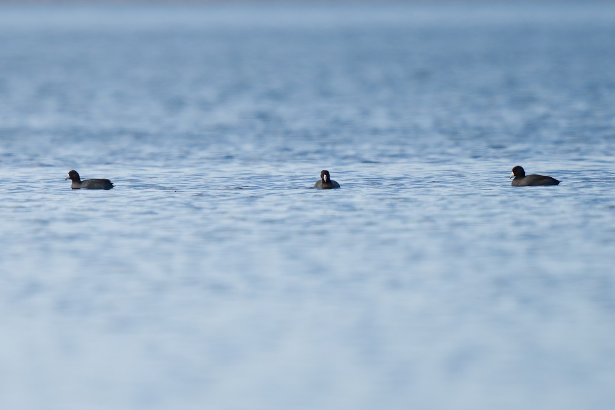 American Coot - Dylan Buell