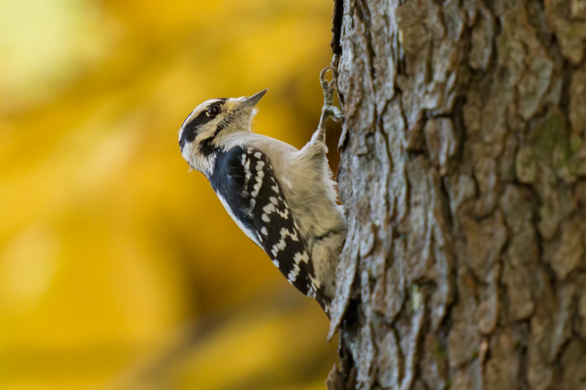 Downy Woodpecker - Dylan Buell