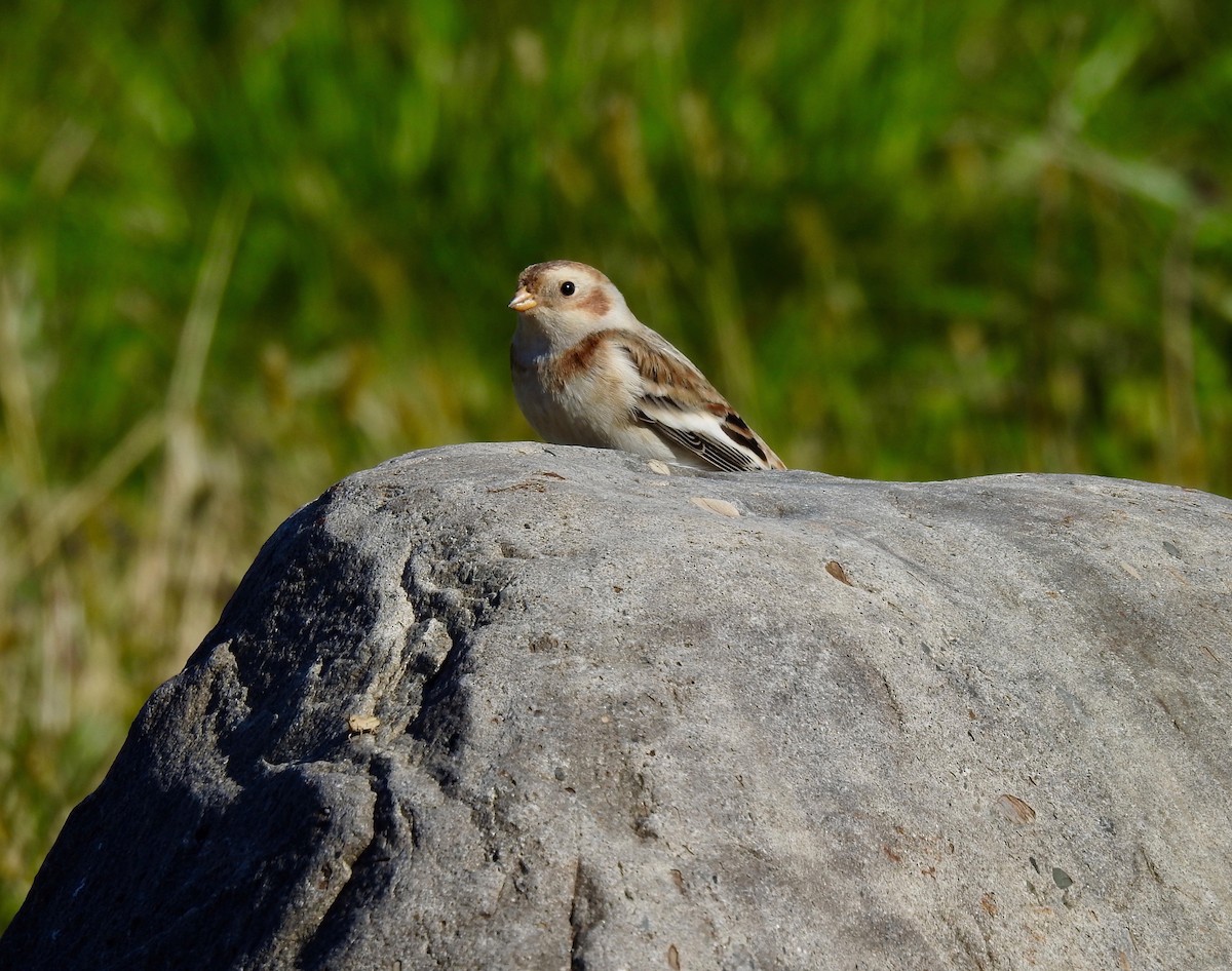 Snow Bunting - ML610338224