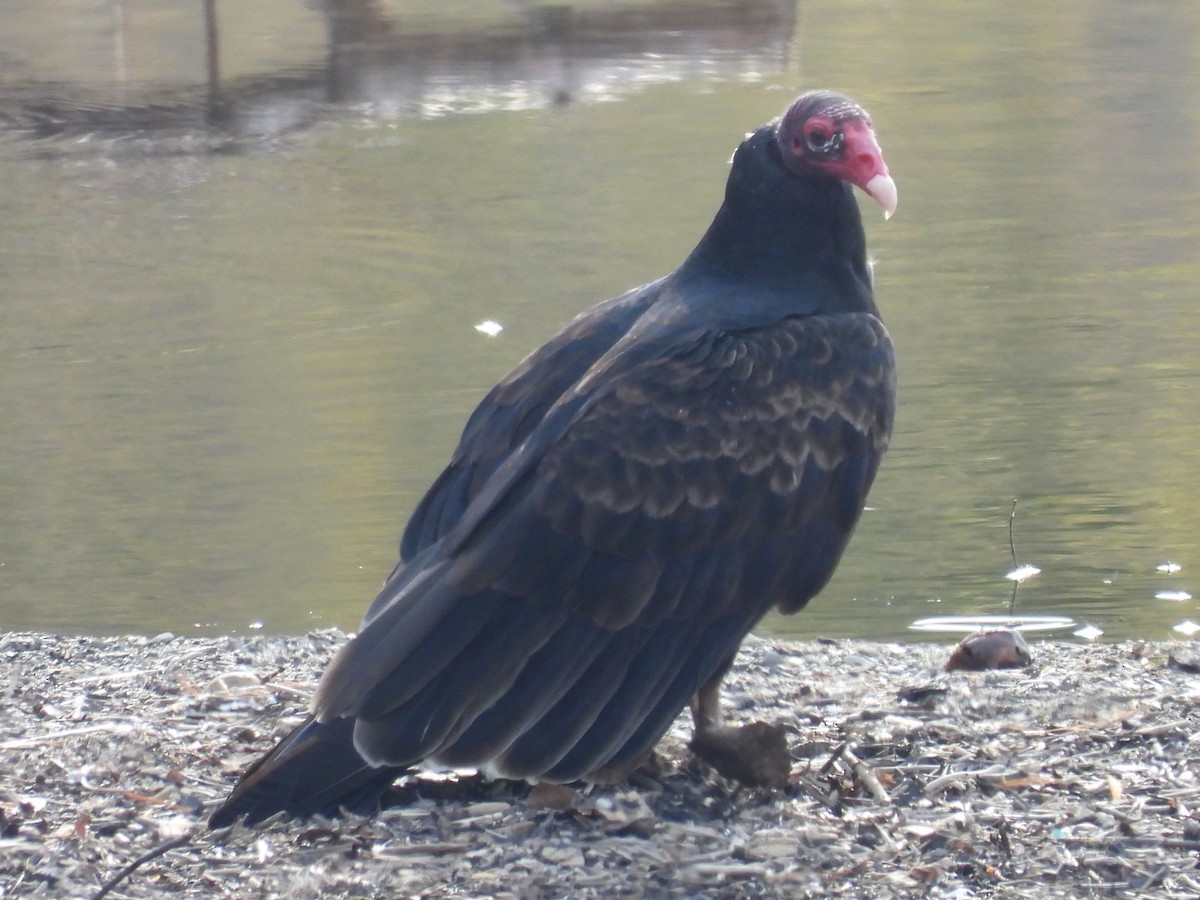 Turkey Vulture - ML610338271