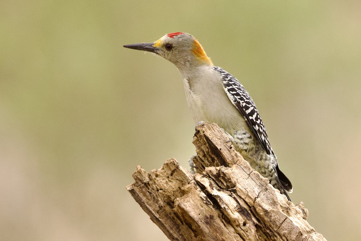 Golden-fronted Woodpecker - ML610338378