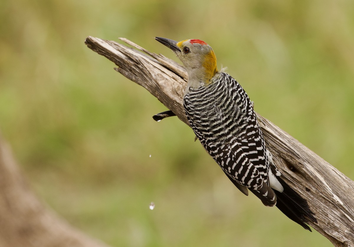 Golden-fronted Woodpecker - ML610338379