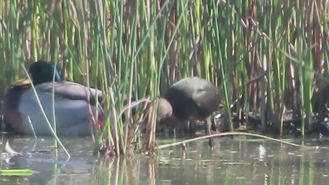 Glossy/White-faced Ibis - ML610338423