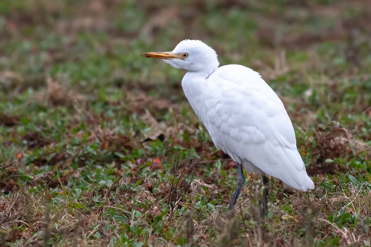 Western Cattle Egret - Tom Foley