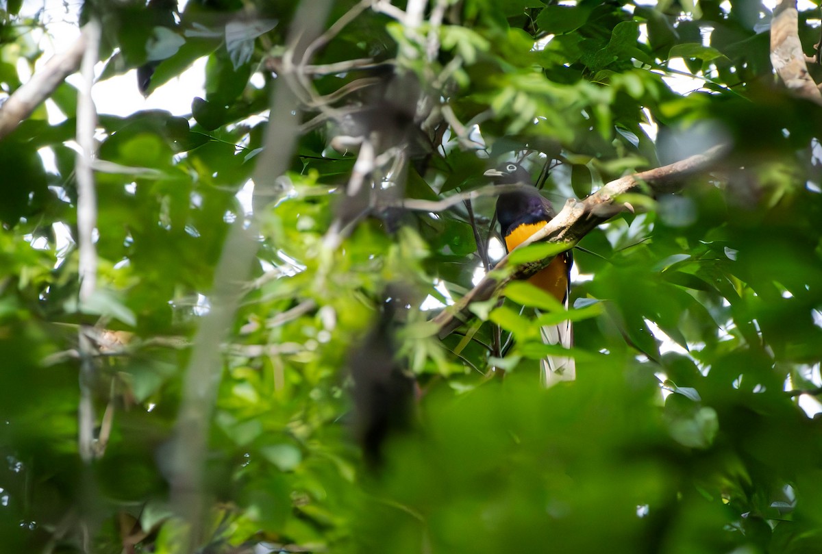 trogon zelenohřbetý - ML610338504