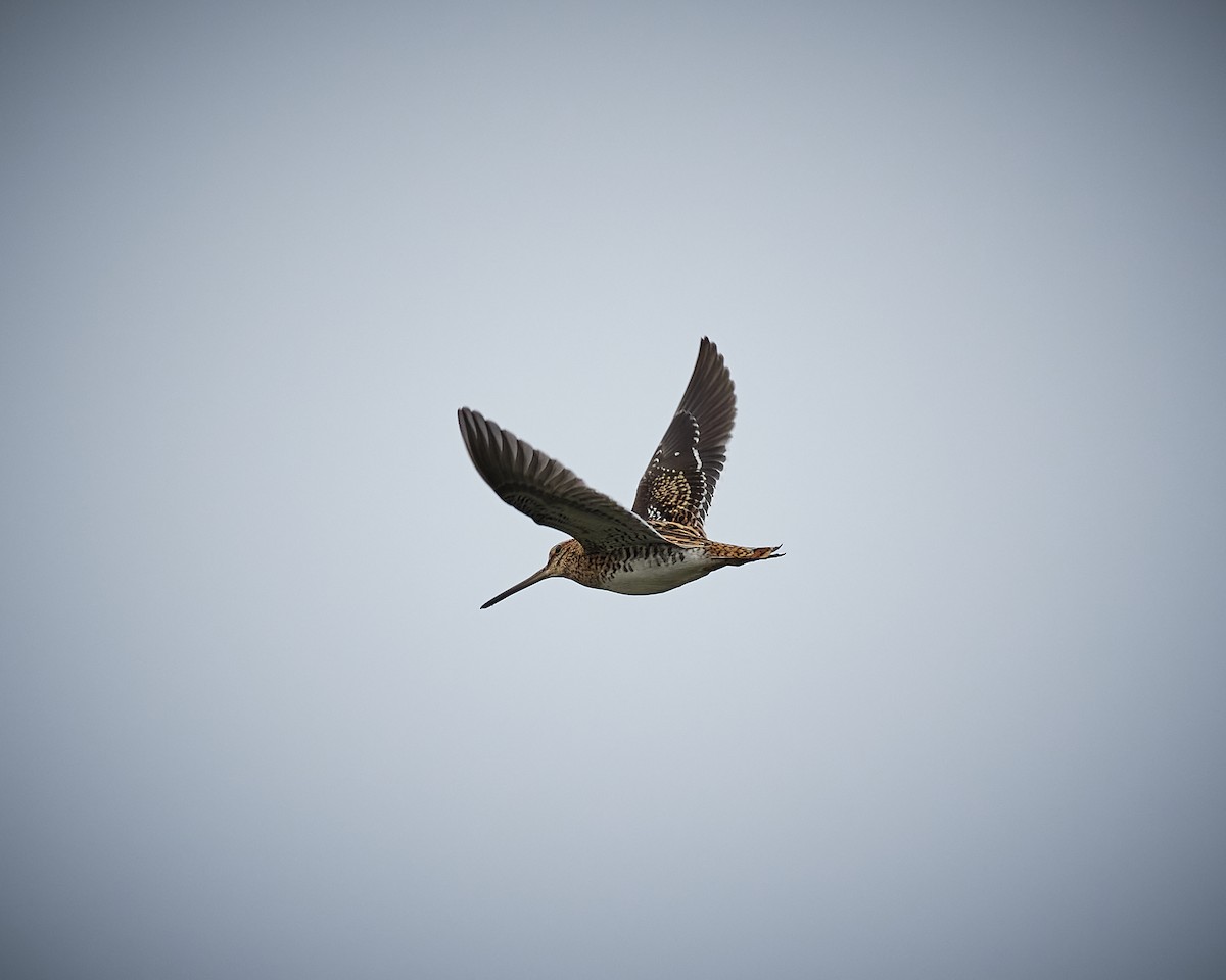 Common Snipe - ML610338547