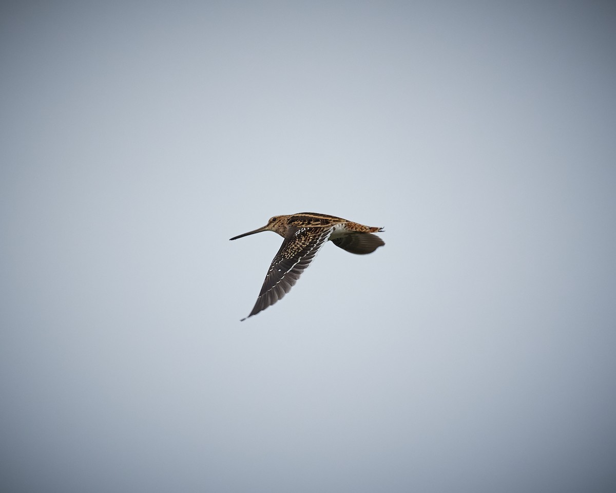 Common Snipe - ML610338548