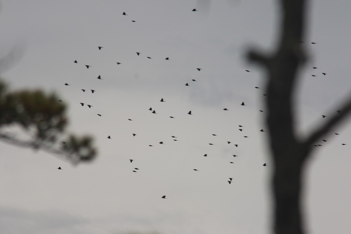 Common Grackle - ML610338558