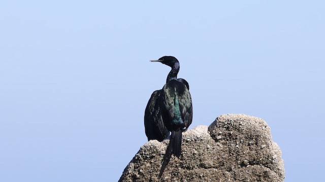 Cormorán Pelágico - ML610338565