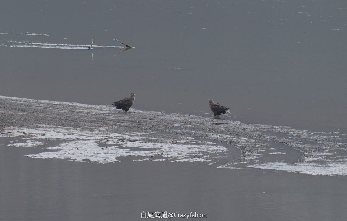 White-tailed Eagle - ML610338575