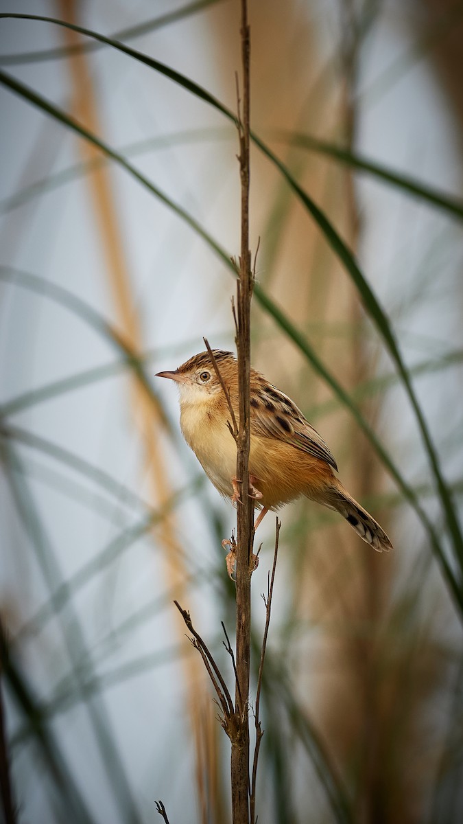 Zitting Cisticola - ML610338578