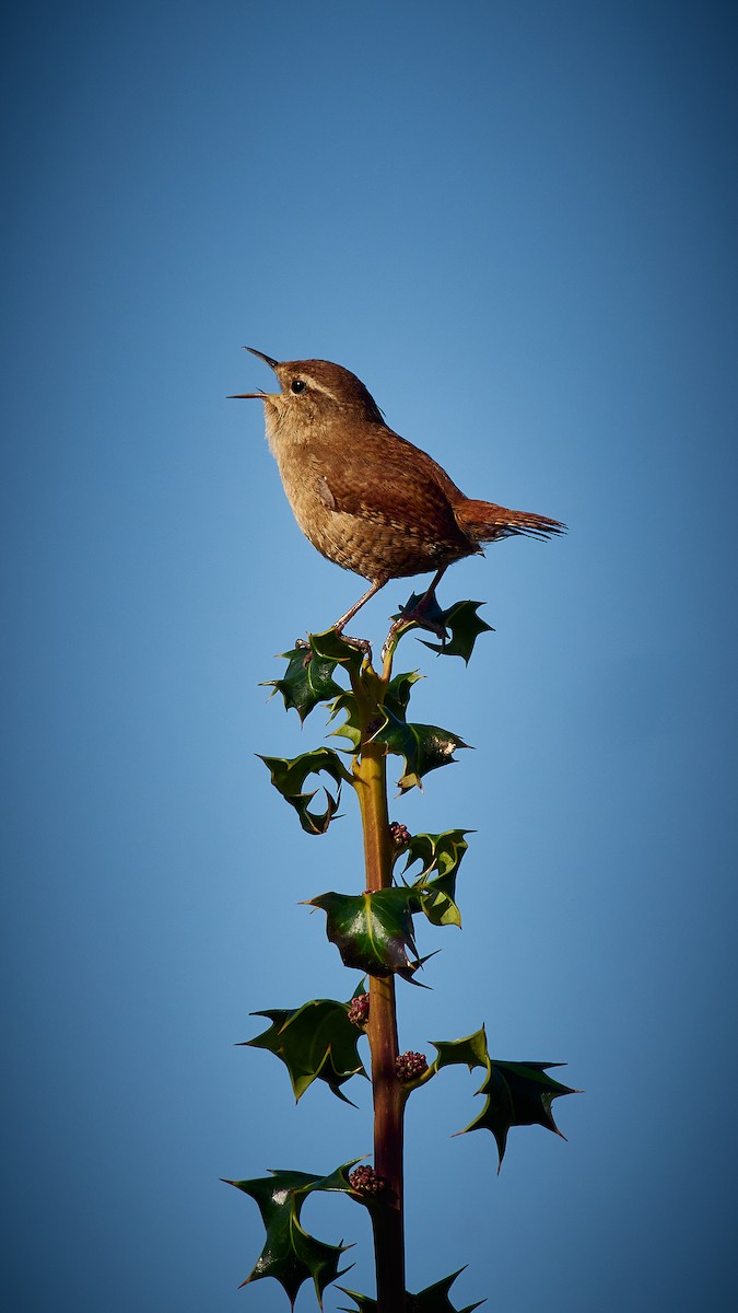 Eurasian Wren - ML610338618