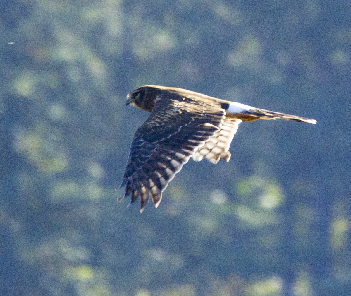 Northern Harrier - ML610338637