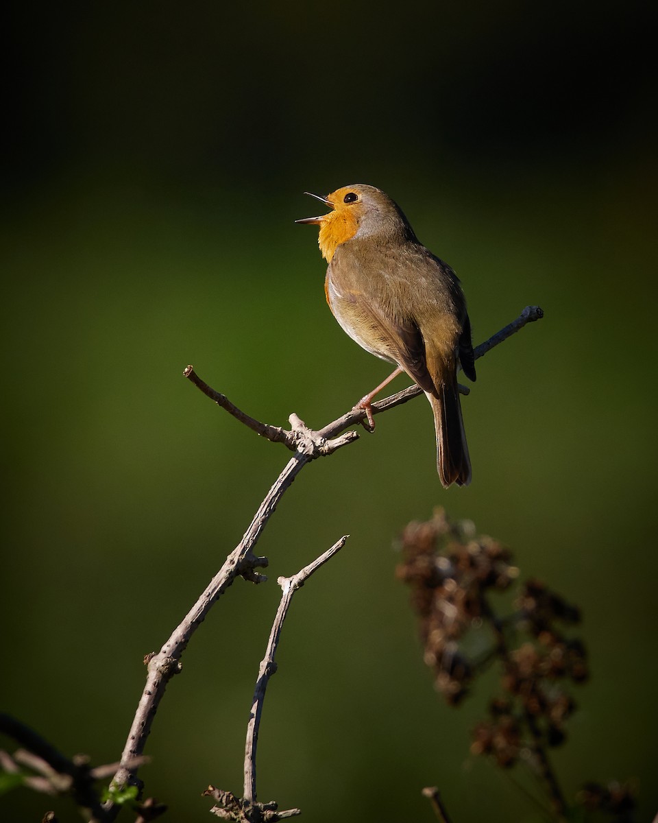 European Robin - ML610338640