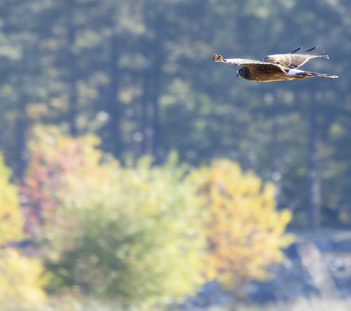 Northern Harrier - ML610338679