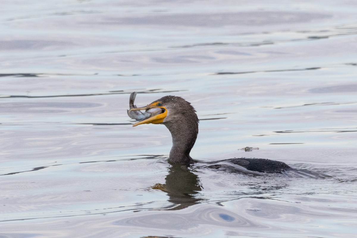 Cormorán Orejudo - ML610338682