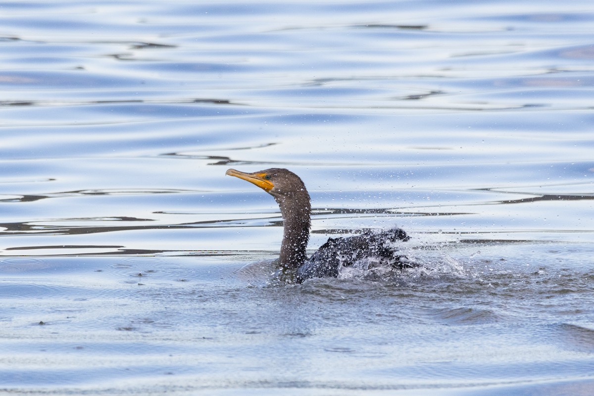 Double-crested Cormorant - ML610338684