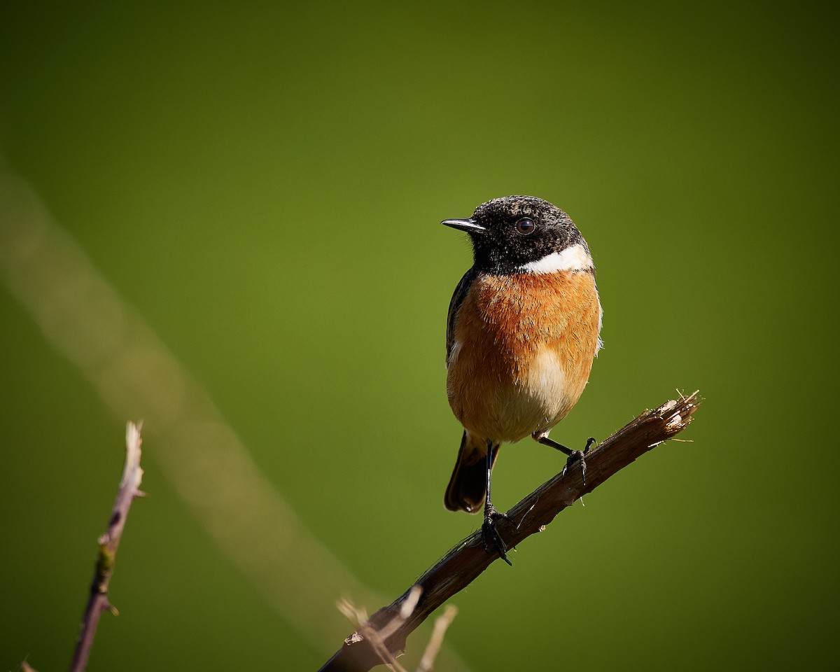 European Stonechat - ML610338709