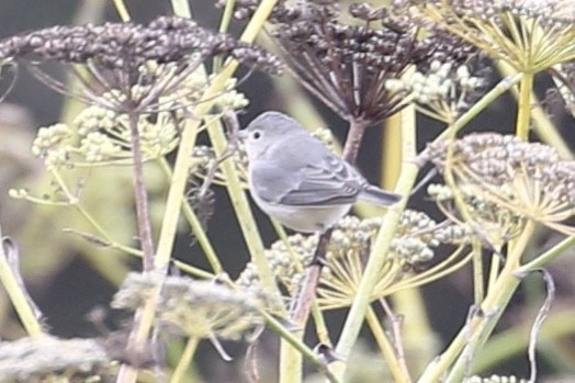 Lucy's Warbler - ML610338783