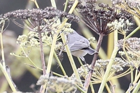 Lucy's Warbler - ML610338798