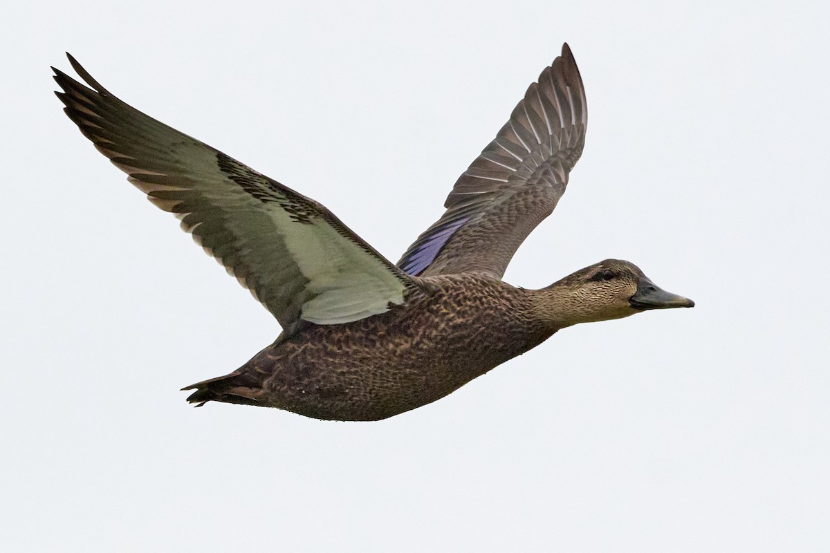 American Black Duck - Patrice St-Pierre