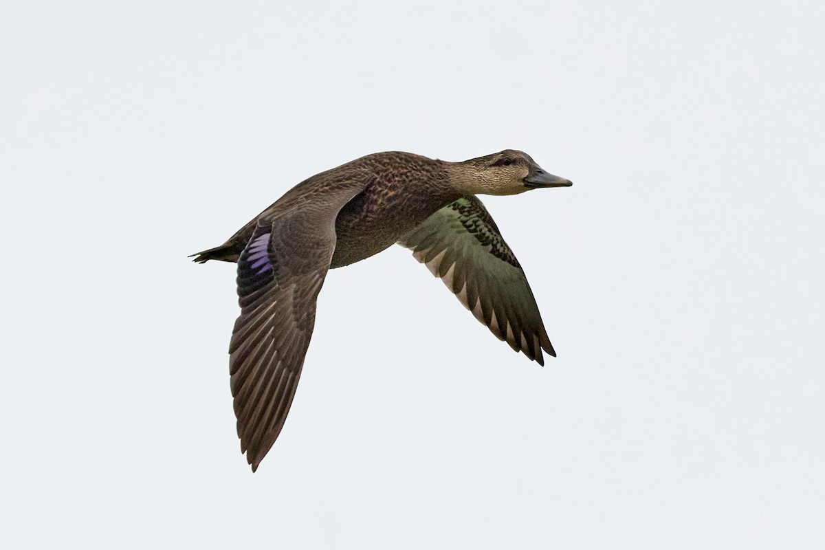 American Black Duck - Patrice St-Pierre