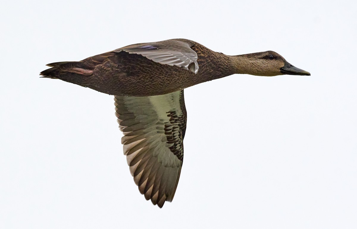 American Black Duck - ML610338805