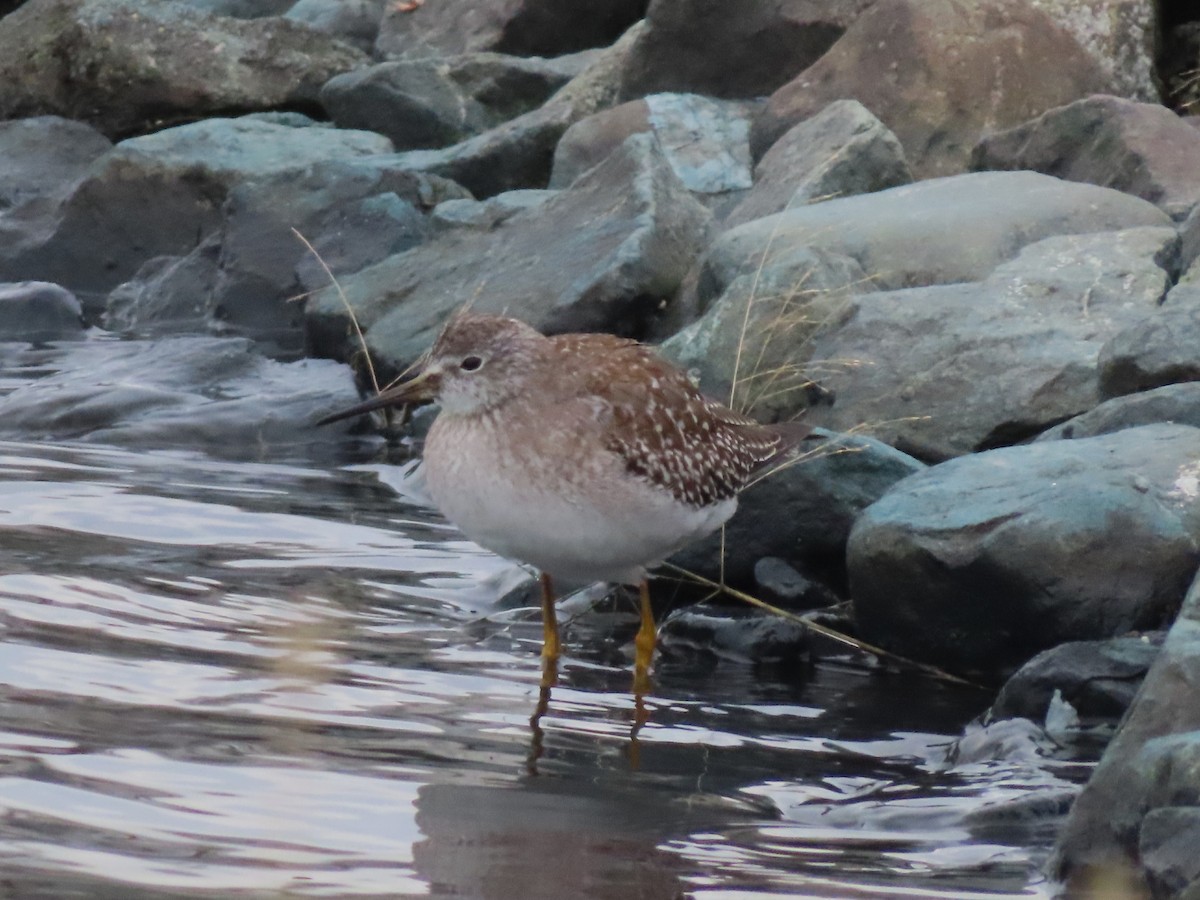 Greater Yellowlegs - ML610338831