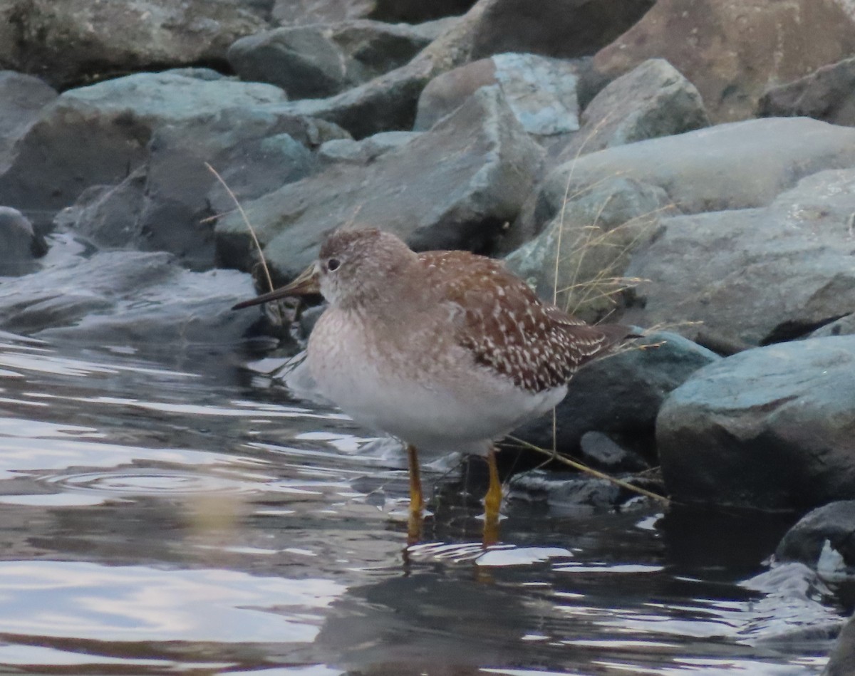 Greater Yellowlegs - ML610338839