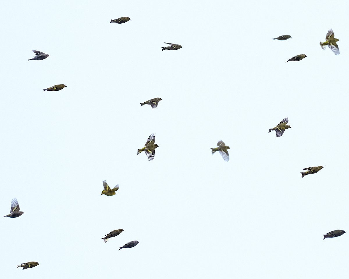 čížek lesní - ML610338842