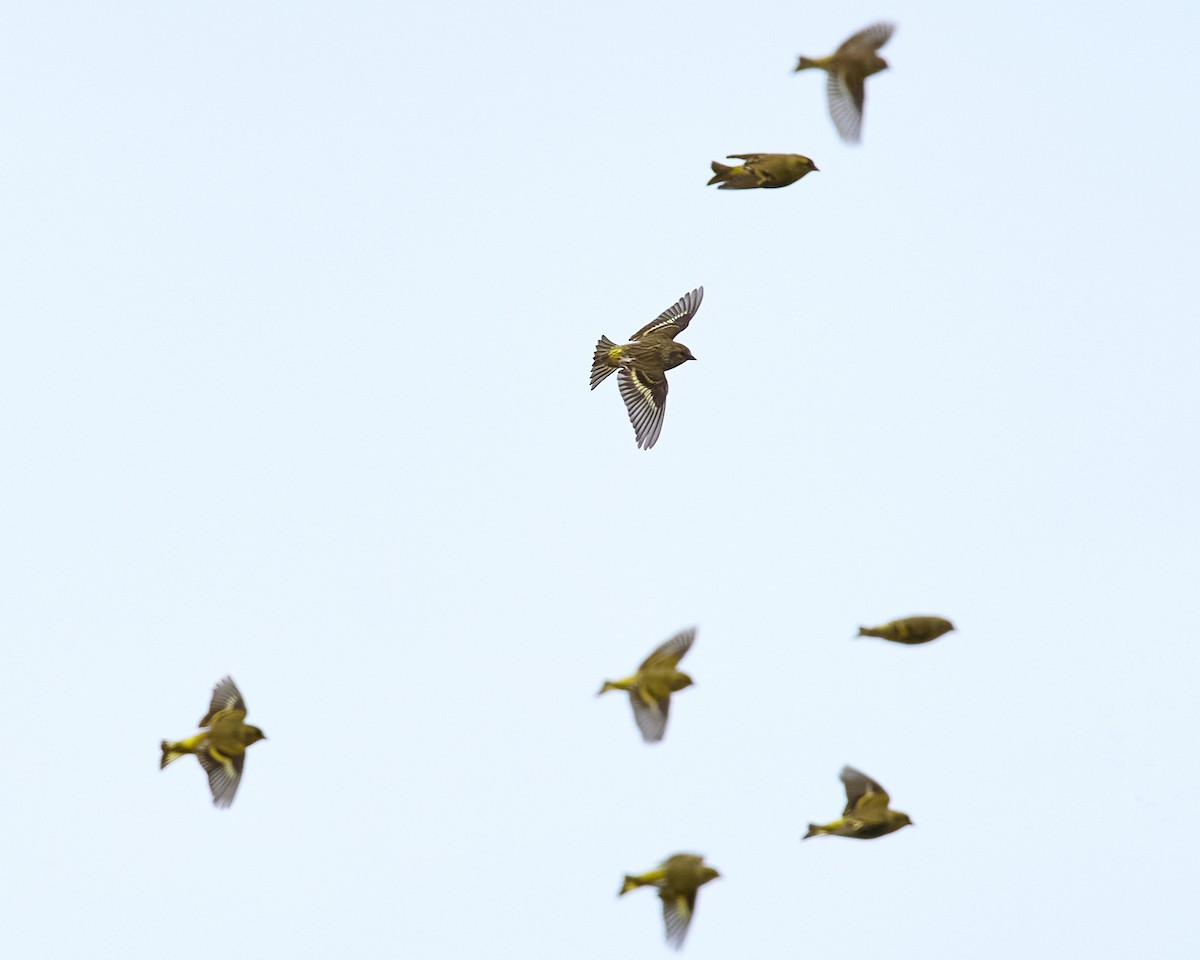 Eurasian Siskin - ML610338843