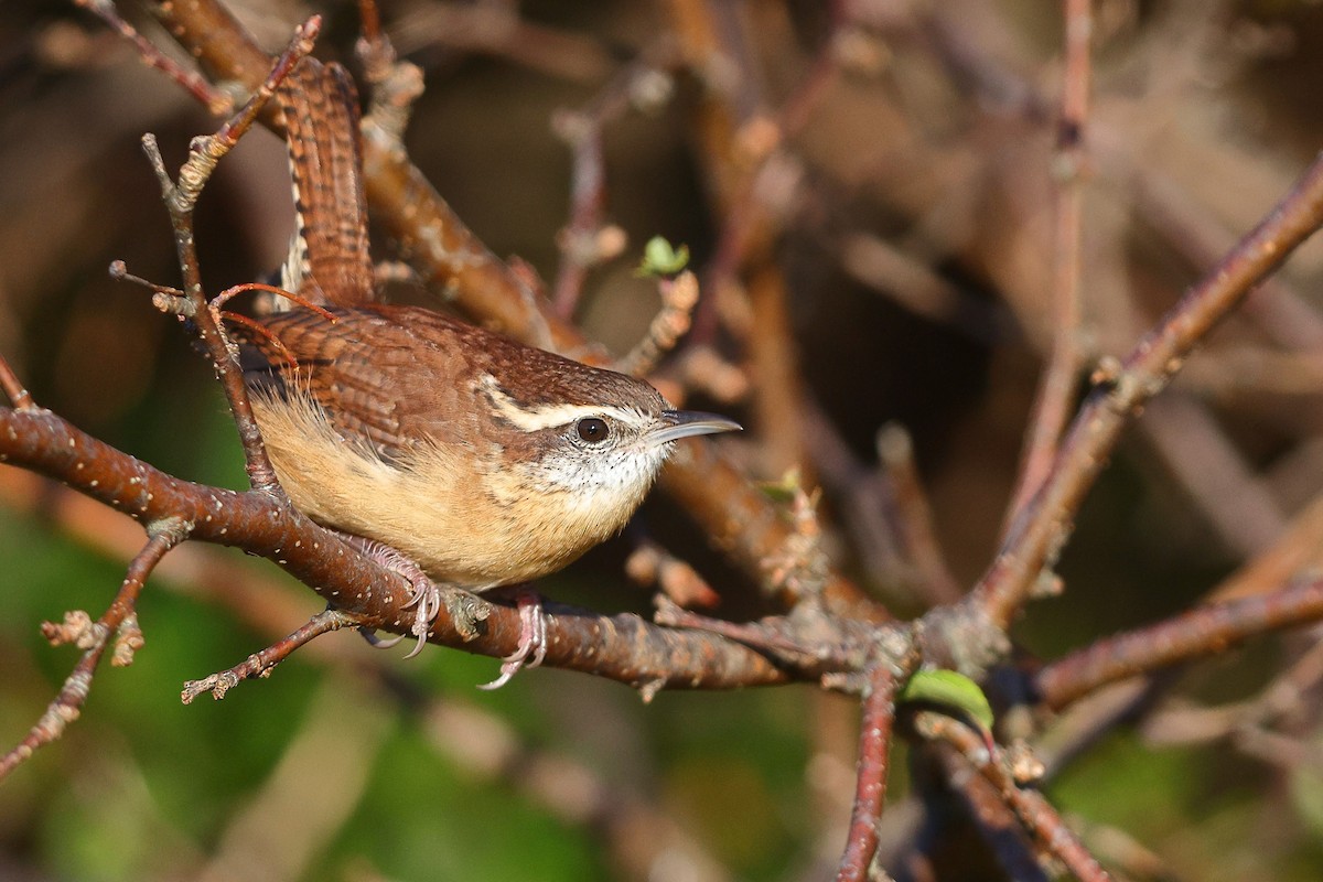 Carolina Wren - ML610338870