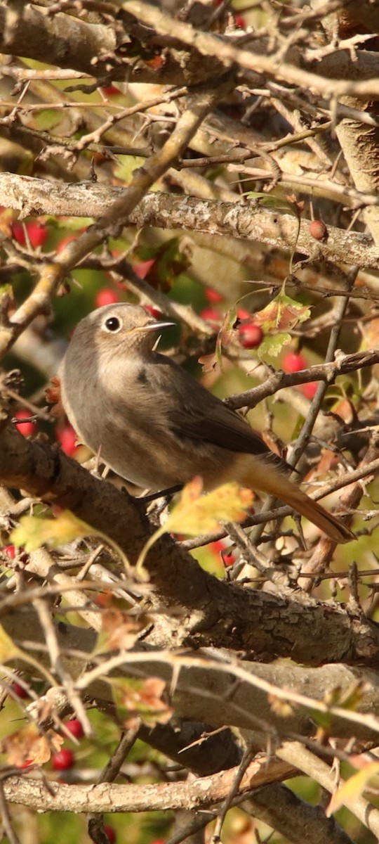 Common Redstart - ML610338972