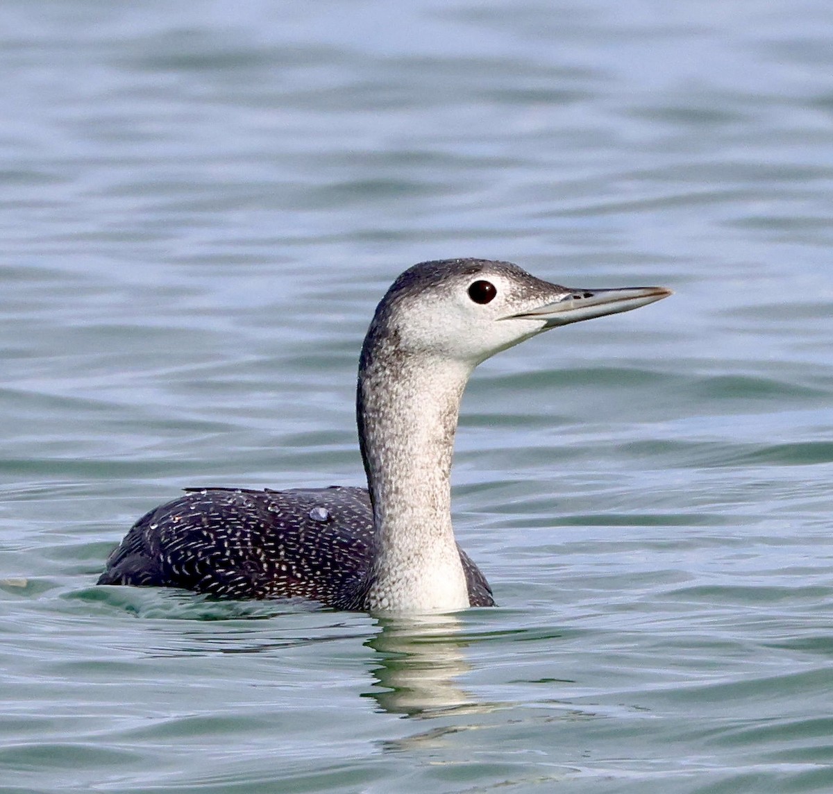 Red-throated Loon - Lee Anne Beausang