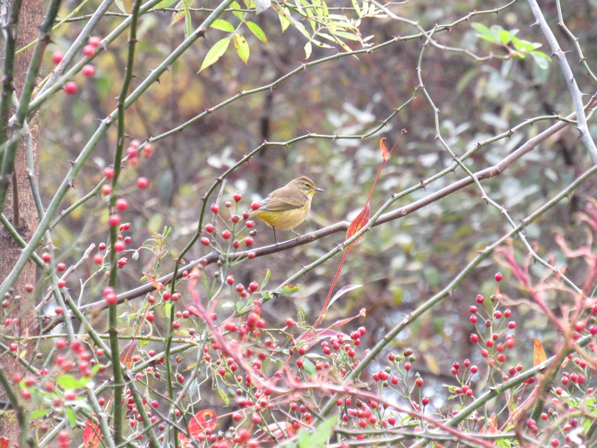 Palm Warbler - ML610339064