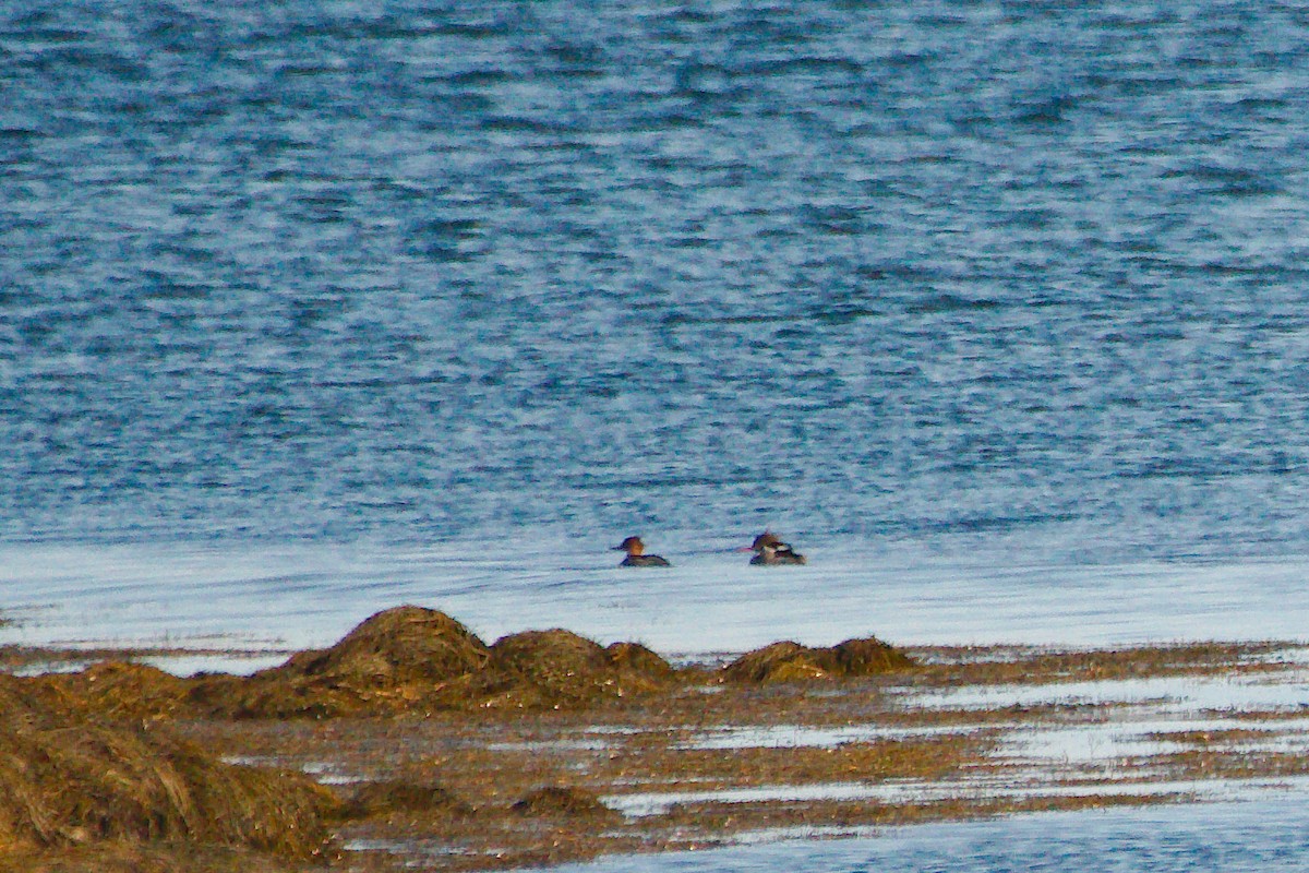 Red-breasted Merganser - ML610339106