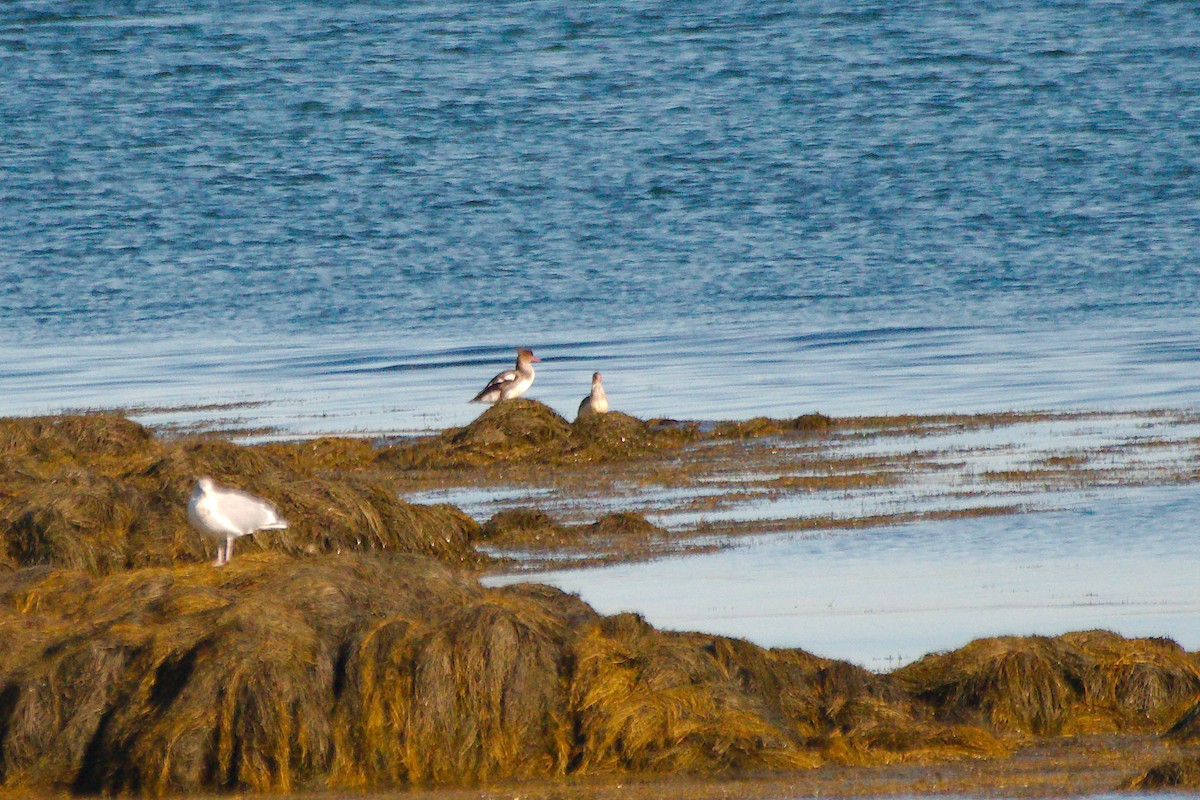 Red-breasted Merganser - ML610339107