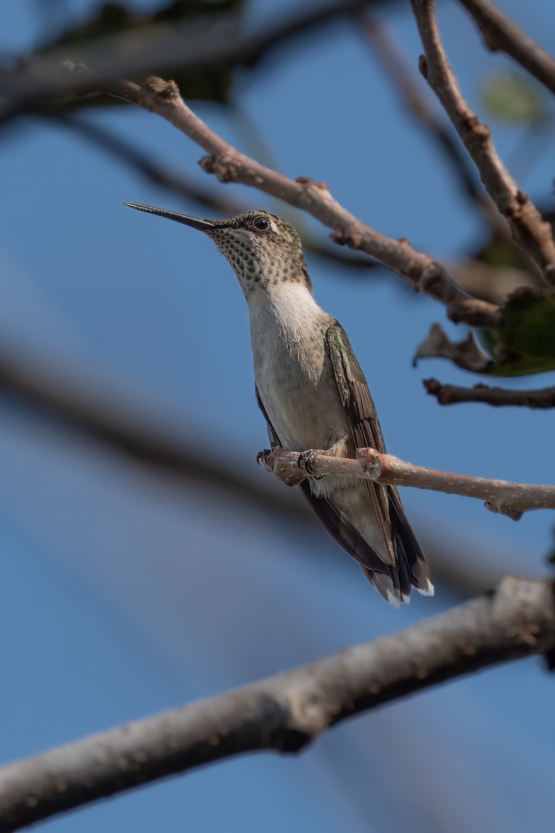 Ruby-throated Hummingbird - ML610339142