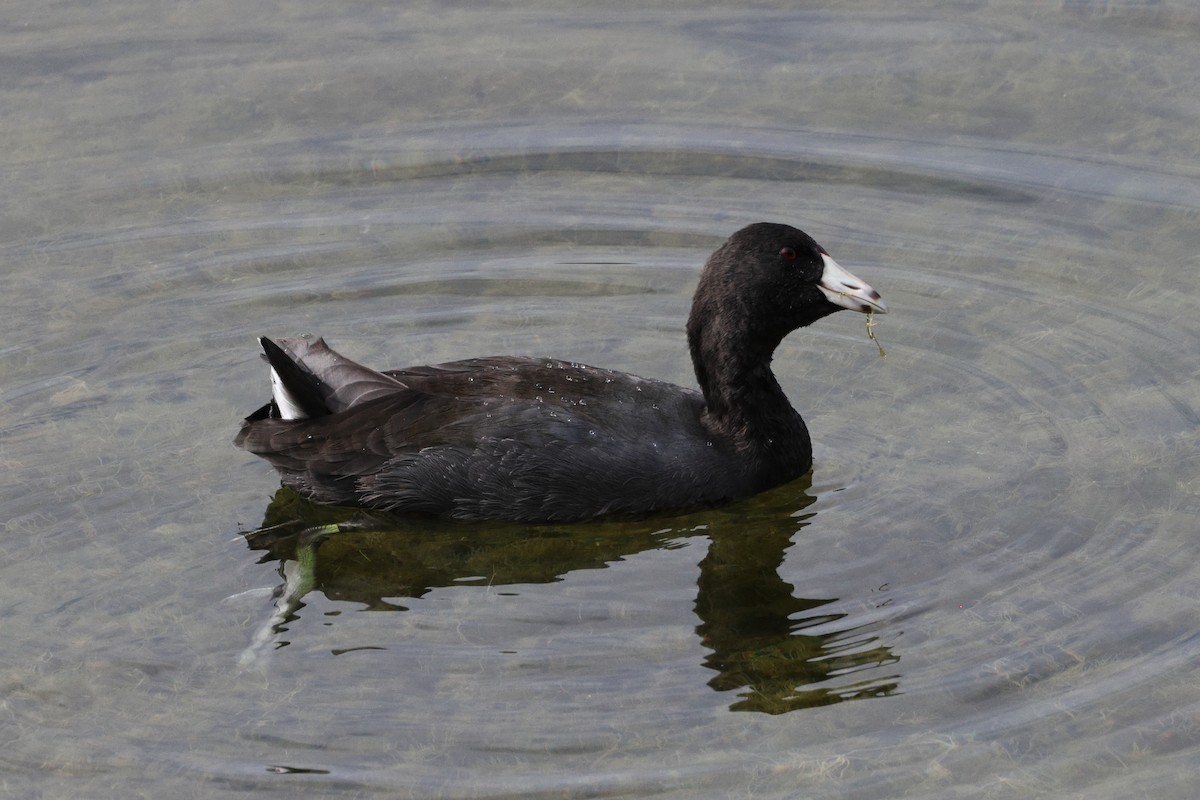 American Coot - ML610339149