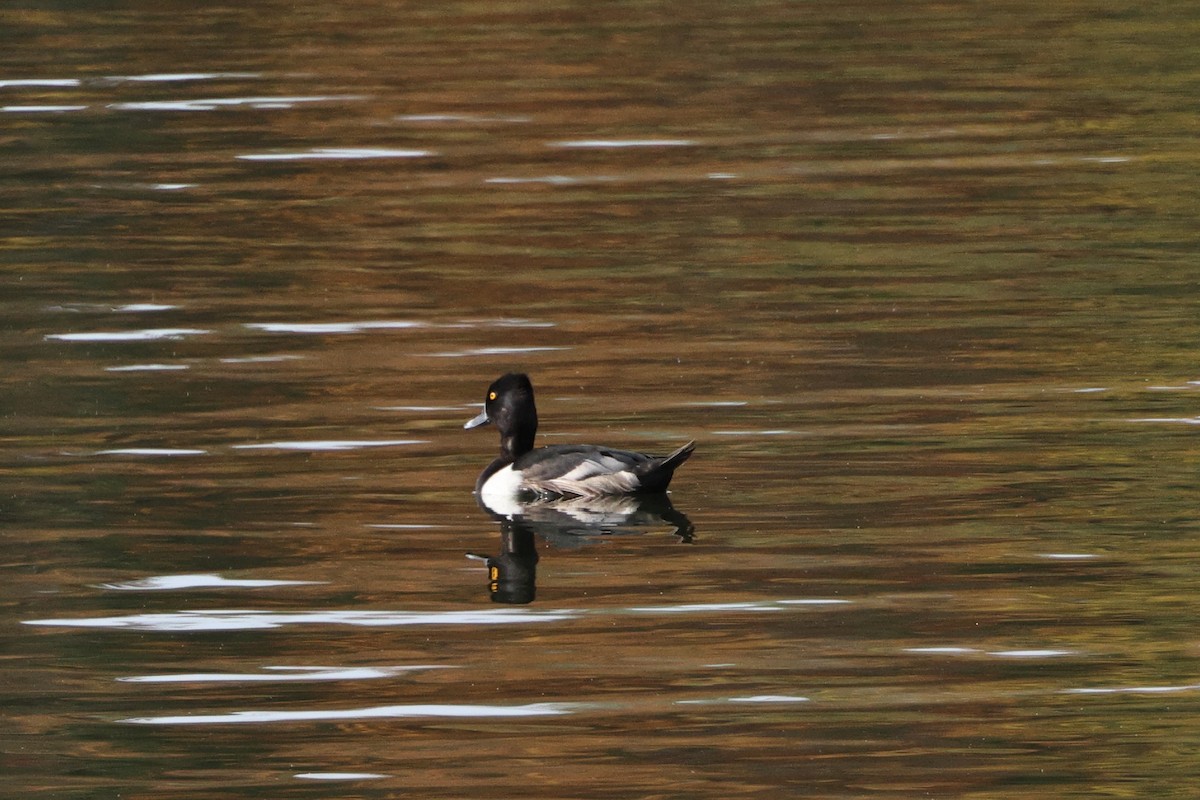 Ring-necked Duck - ML610339155