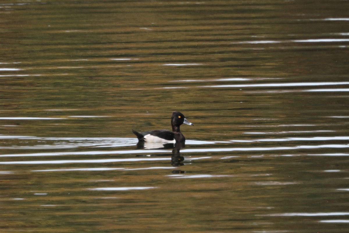 Ring-necked Duck - ML610339159