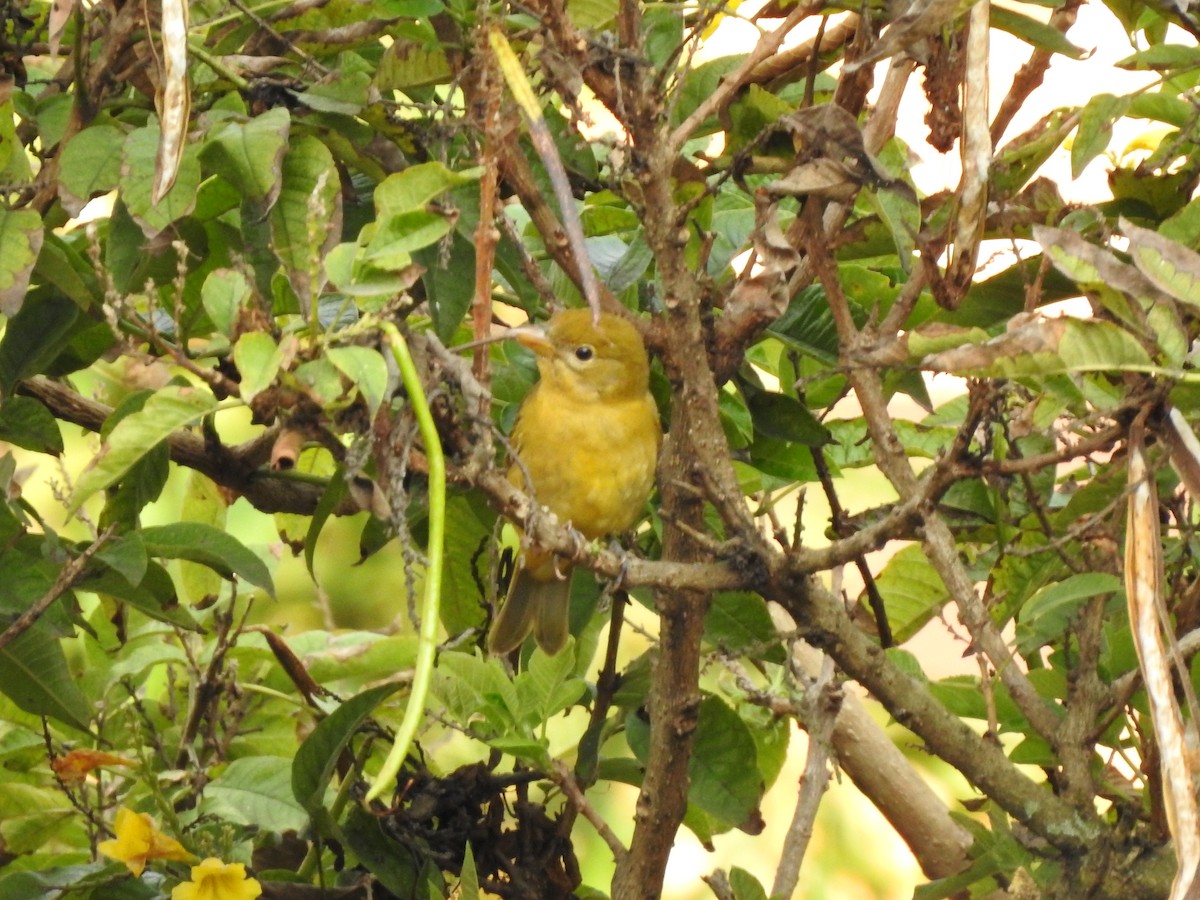 Summer Tanager - ML610339174