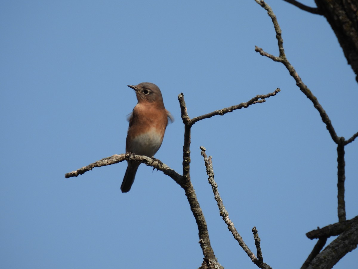 Eastern Bluebird - ML610339225