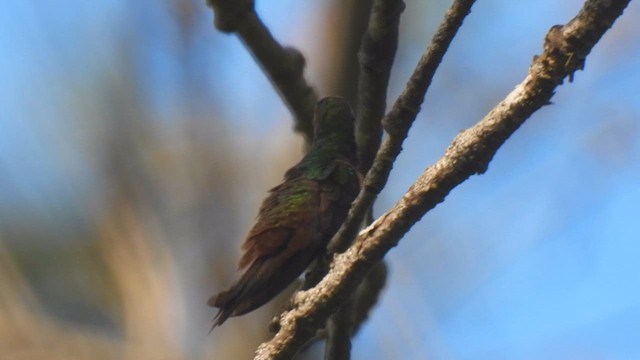 Buff-bellied Hummingbird - ML610339231