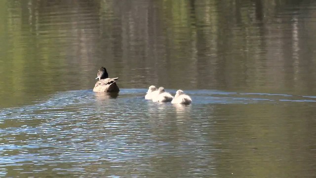 Freckled Duck - ML610339290